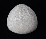 Galerites vulgaris (LESKE 1776) - Bild © FossNet FossilienStore